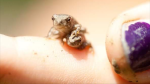 tiny toad